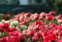 2017/05/19_maggio_09__-_103_web_2398eb5d.jpg