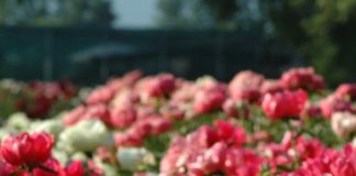 2017/05/19_maggio_09__-_103_web_2398eb5d.jpg