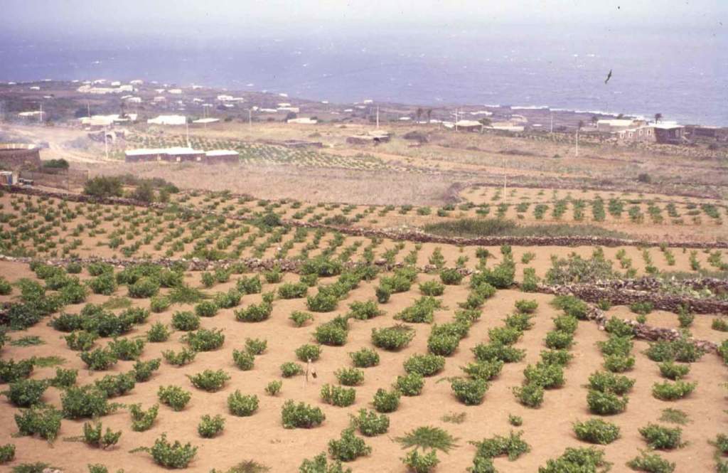 2pantelleria_vigneto