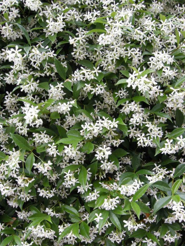 rincospermum_f7