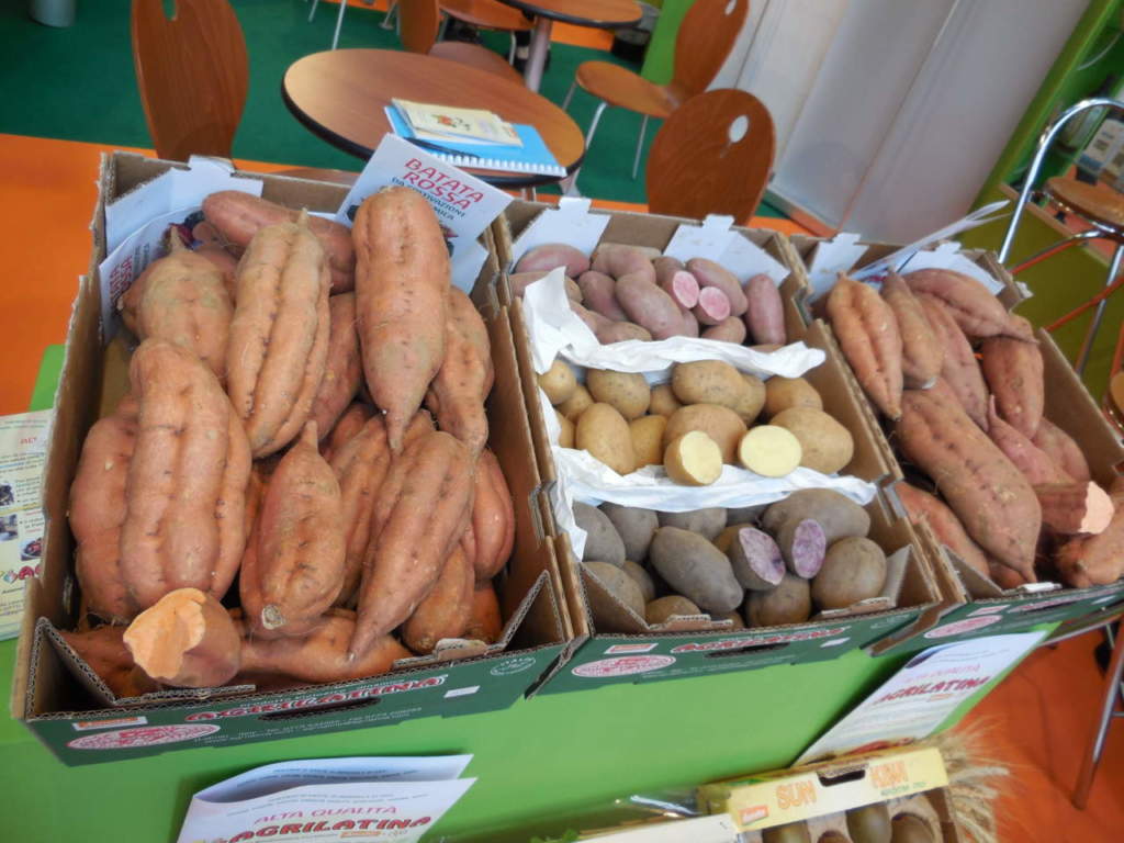 batata o patata americana