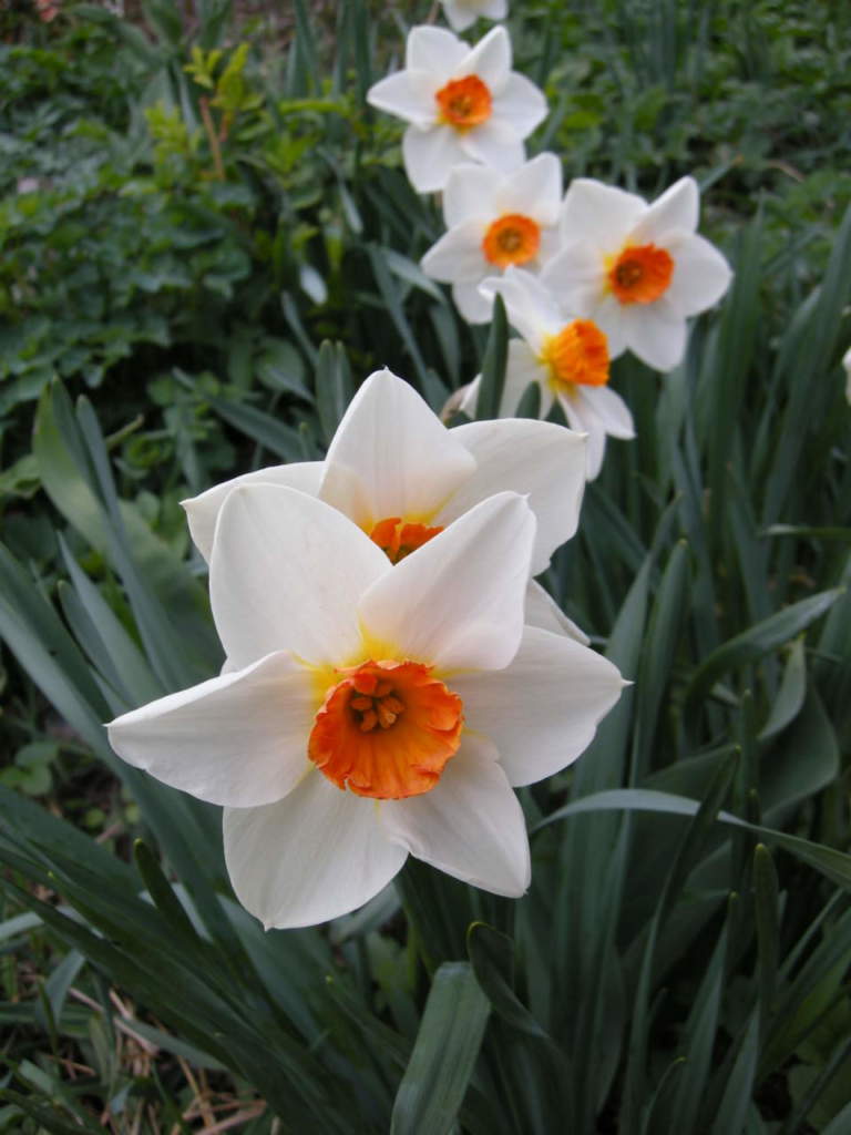 narciso
