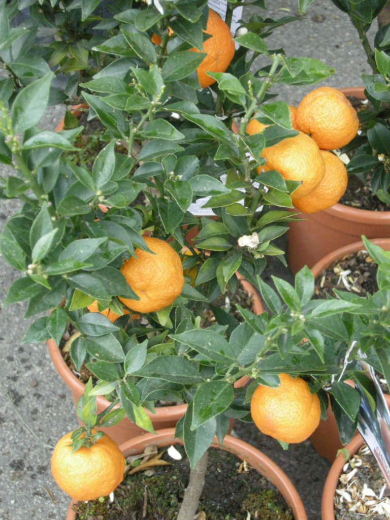 Citrus bergamia