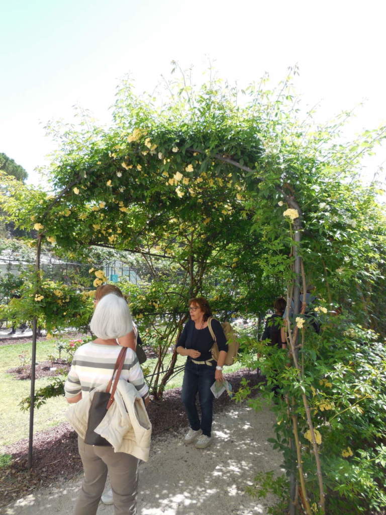 roseto_berceau di Rosa banksiae