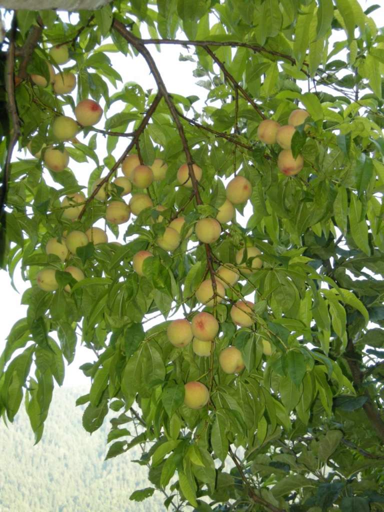 pesche