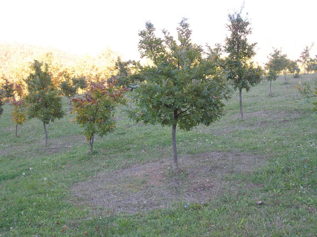 Tartufaia di cerro con tartufo nero pregiato
