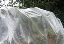 piante_grasse_protezione_inverno