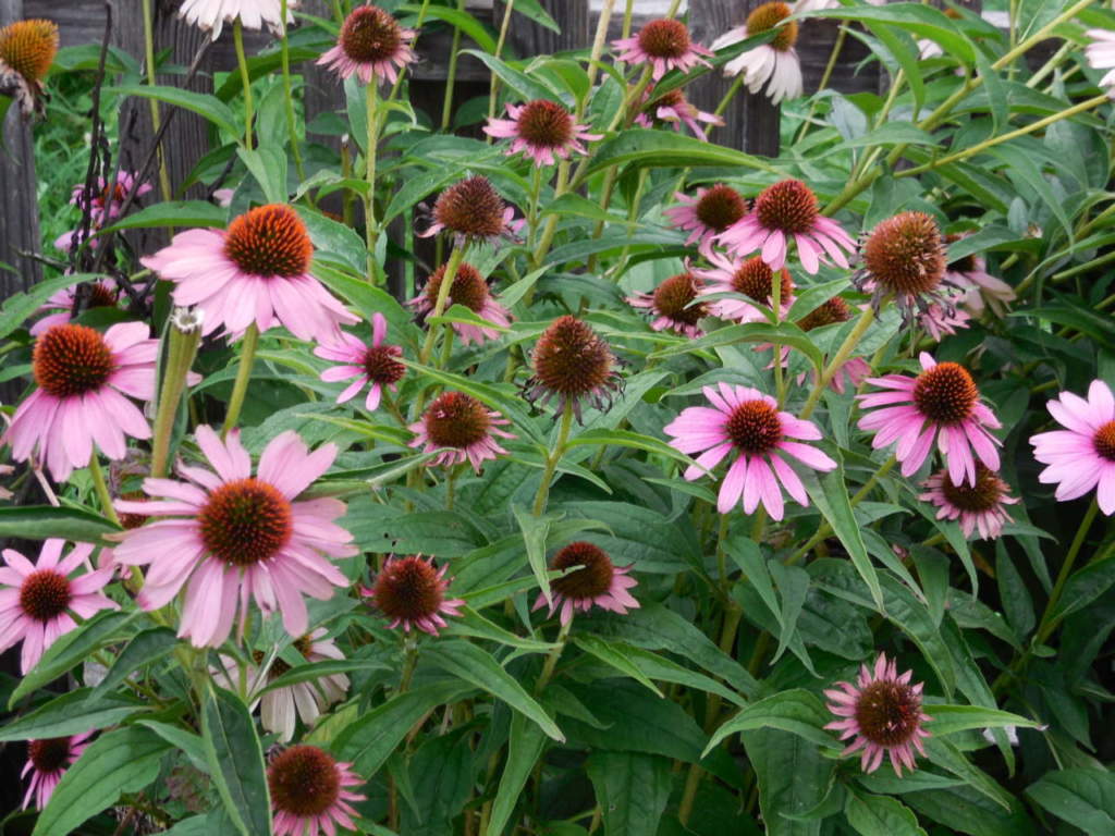 Echinacea