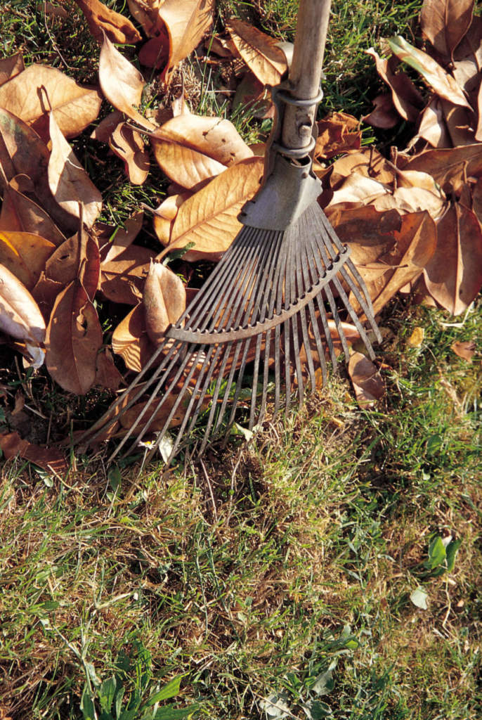 foglie compost