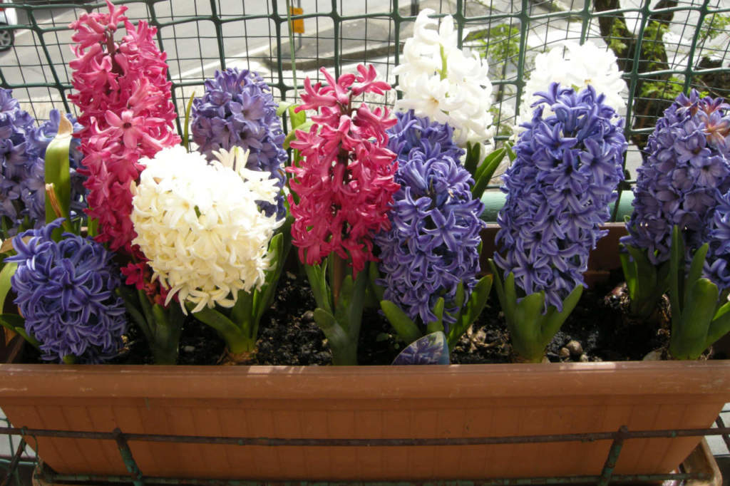 hyacinthus_cassetta
