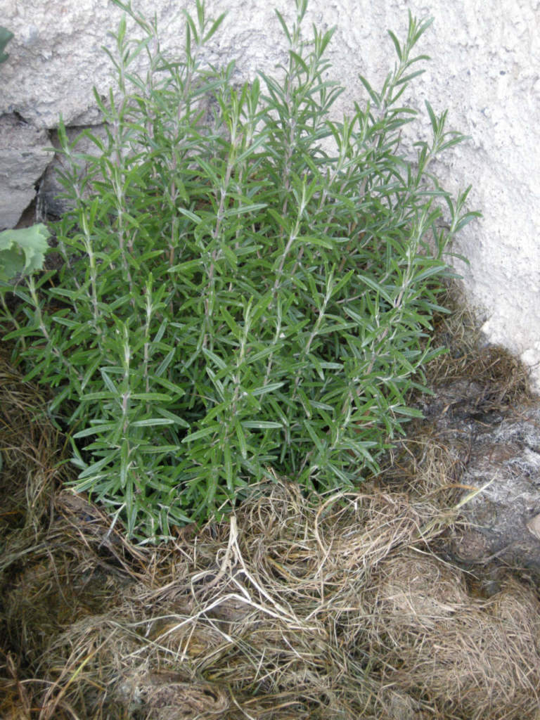 pacciamatura_rosmarino