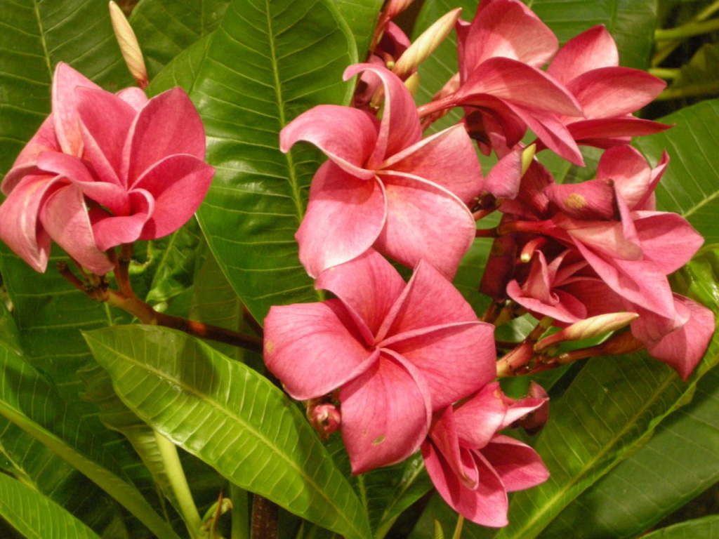 plumeria_rubra_frangipane