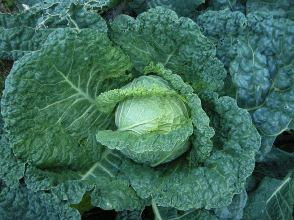 cavolo verza