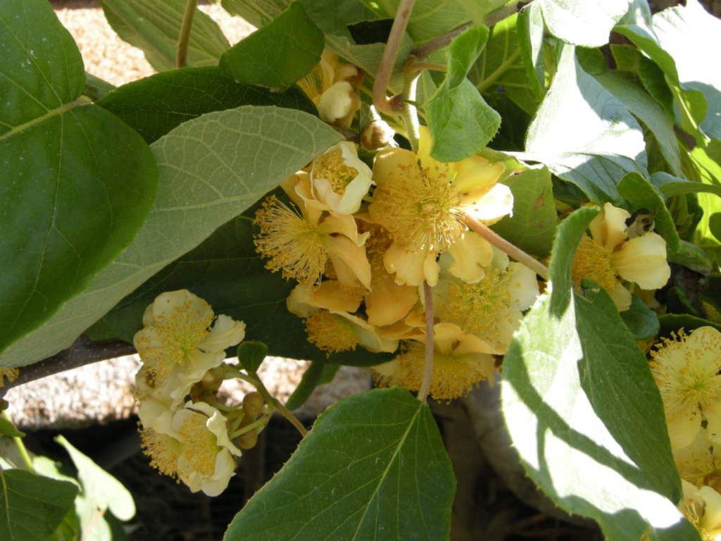 actinidia