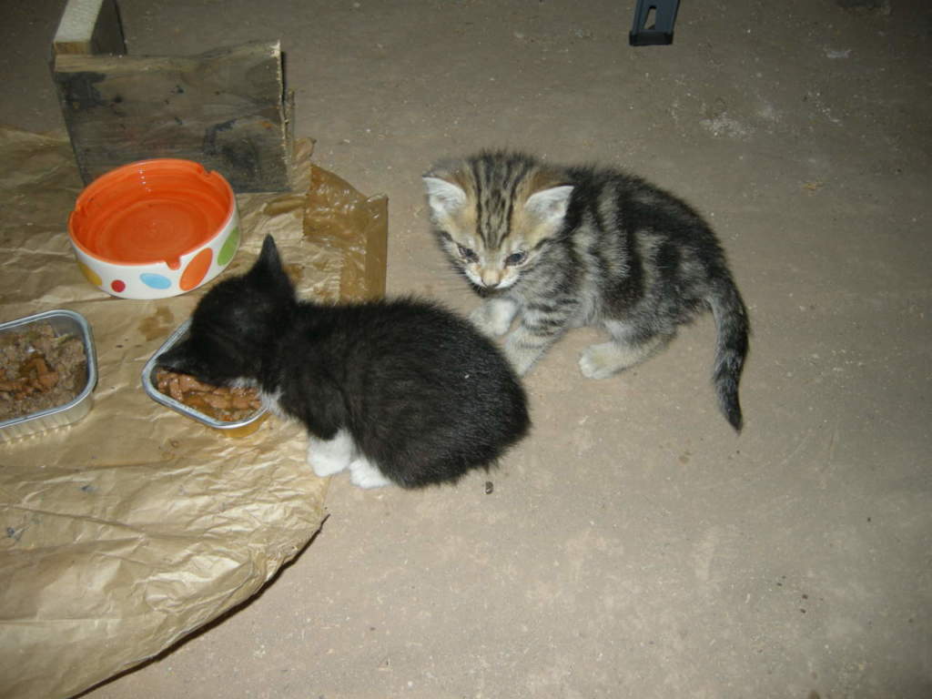 gattini infezione occhi