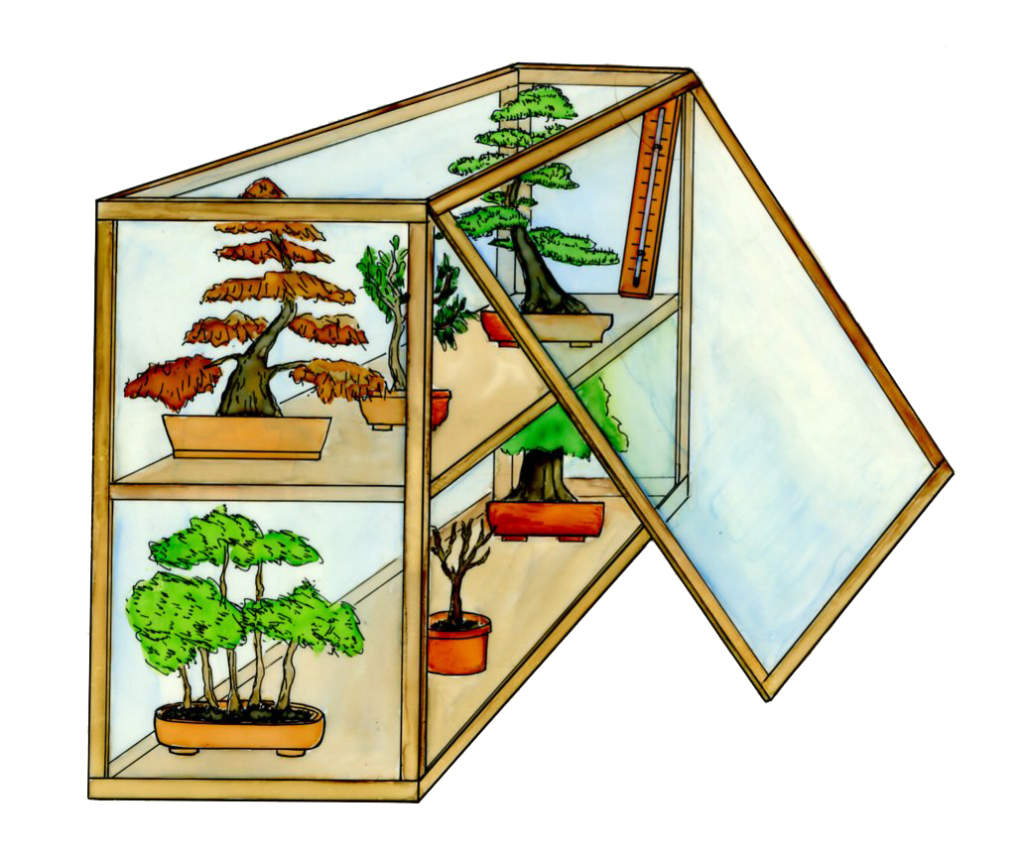 bonsai_protezione_bassanelli