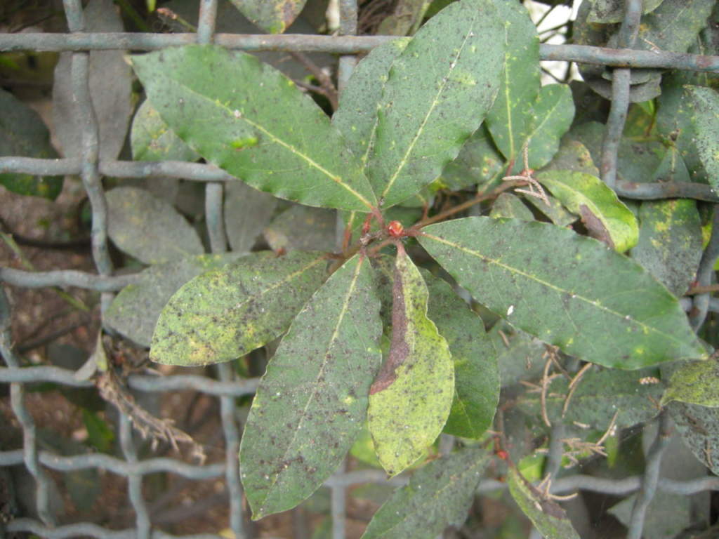 Fumaggine su alloro