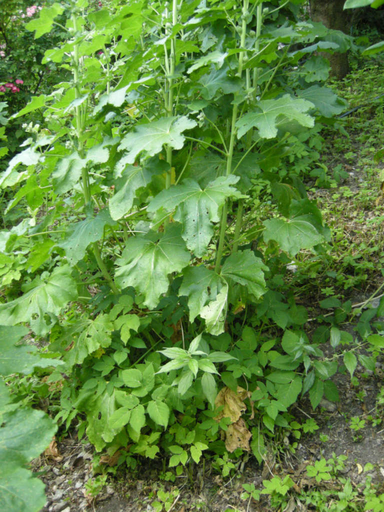 malerbe_giardino