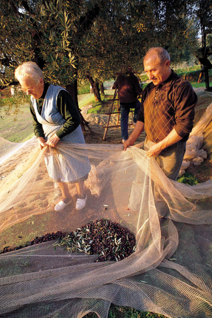 olive_raccolta