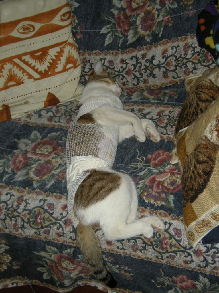 sterilizzare gatto