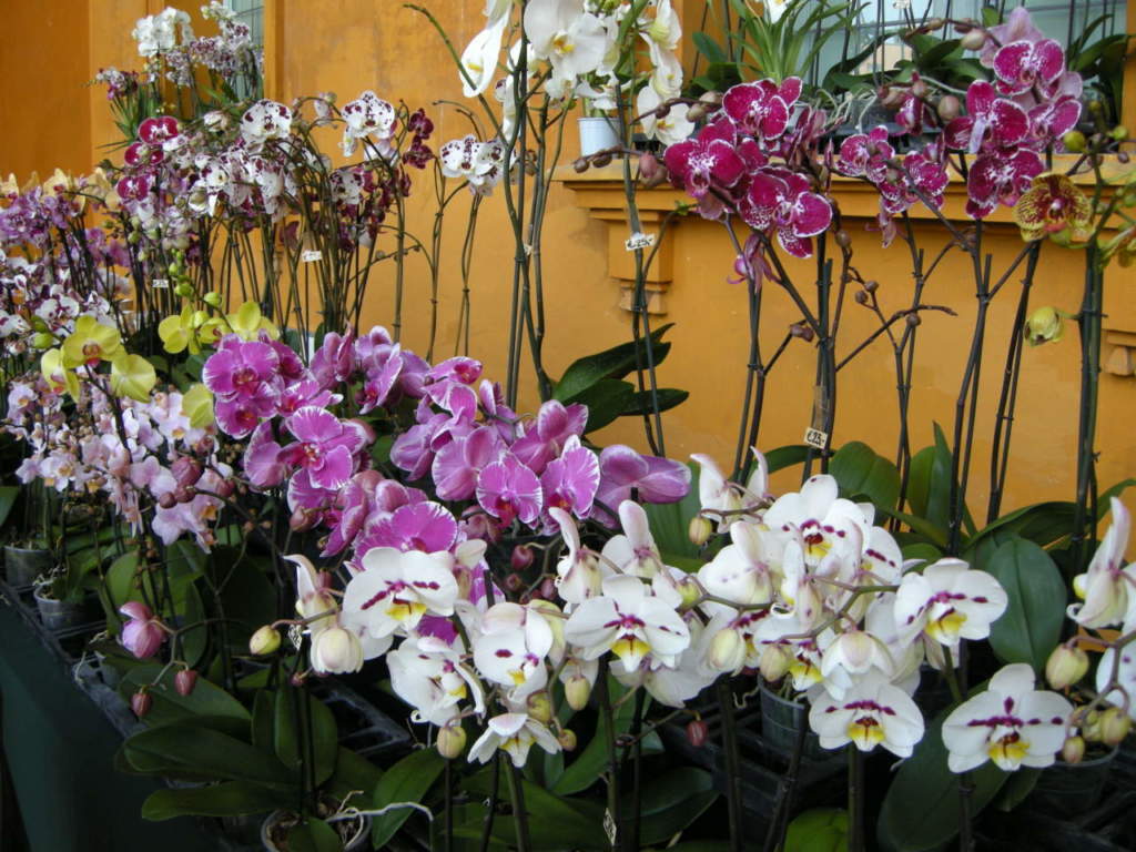 phalaenopsis