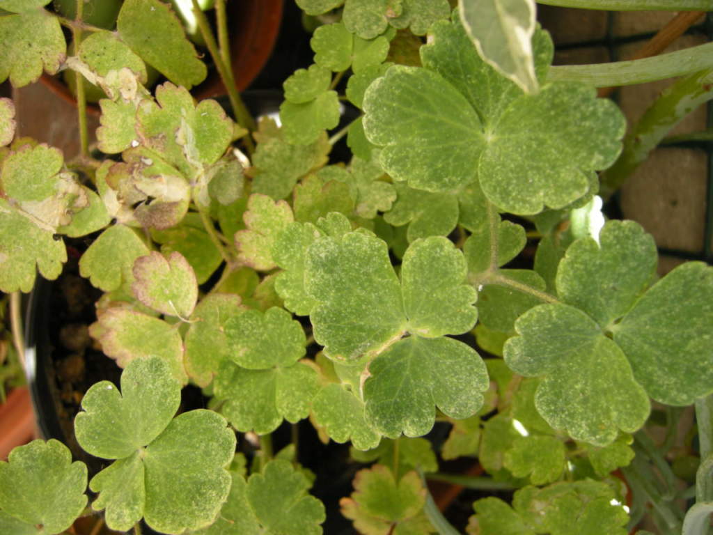 Ragnetto rosso su aquilegia