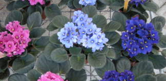 violetta africana