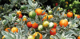 Solanum capsicastrum ‘variegatum