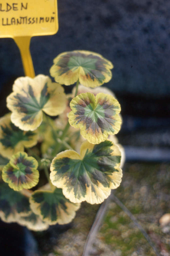 virosi_Pelargonium
