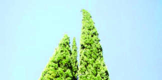 Cipressi della varietà pyramidalis