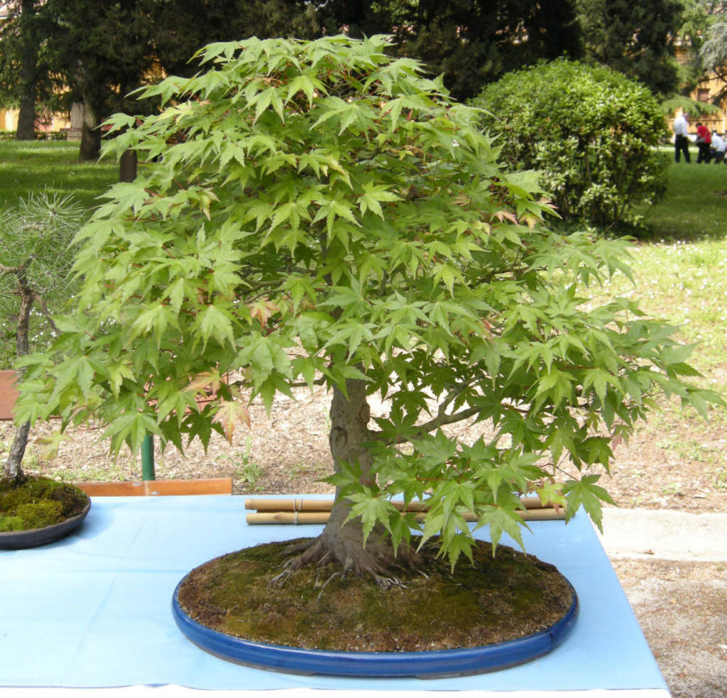 Bonsai di Acer palmatum