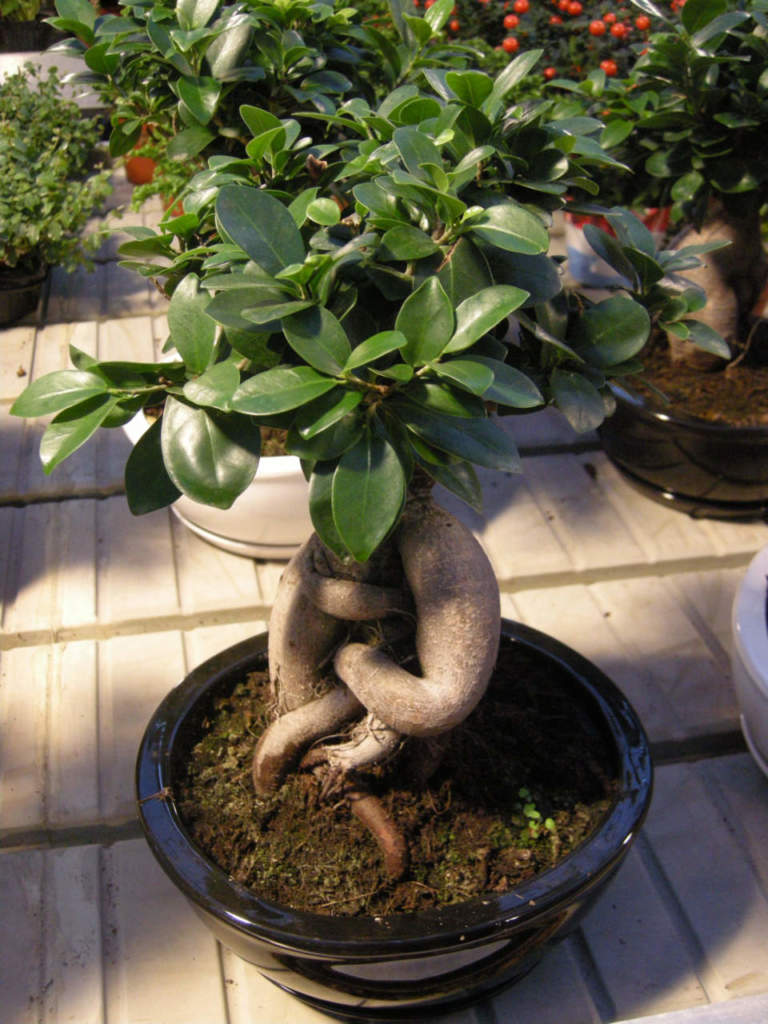 bonsai ginseng