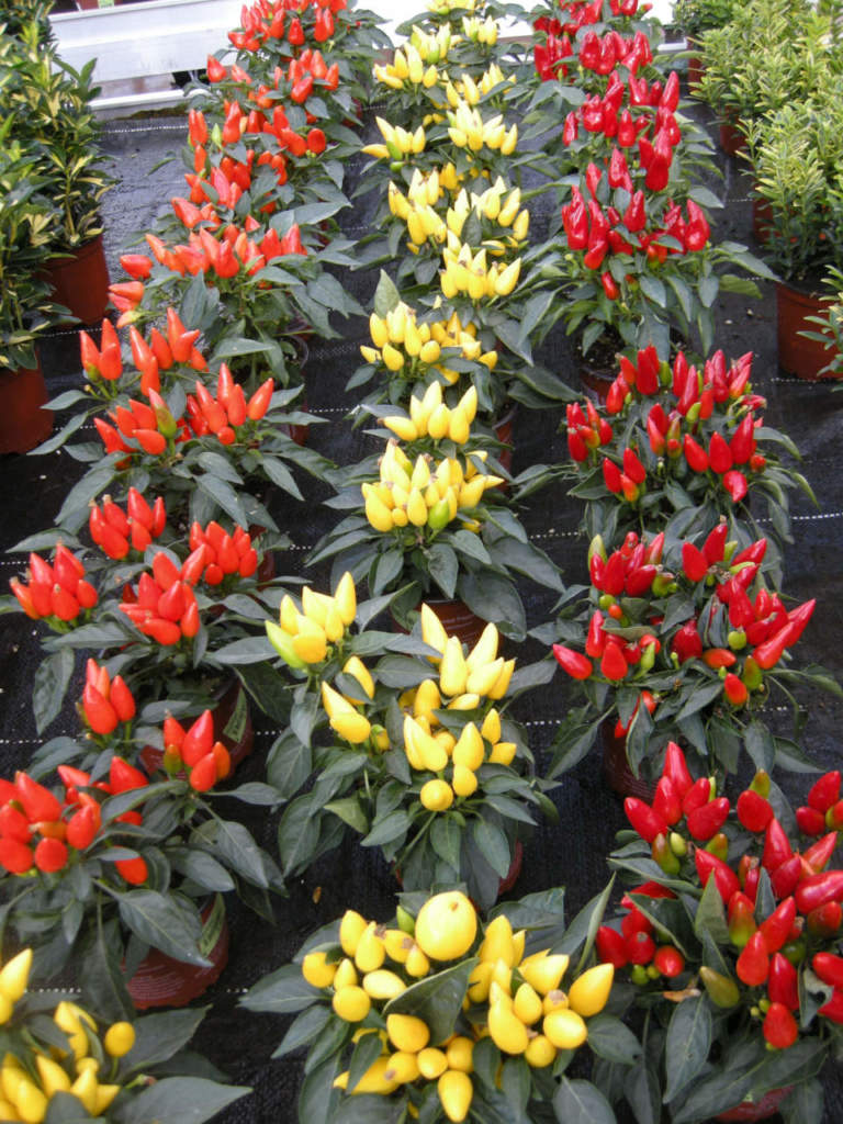 peperoncino