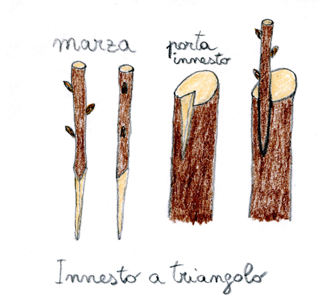 Innesto a triangolo