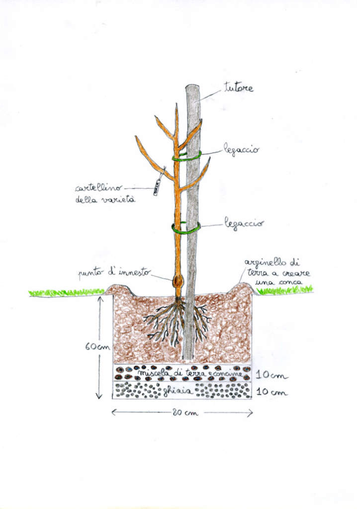 piantagione albero