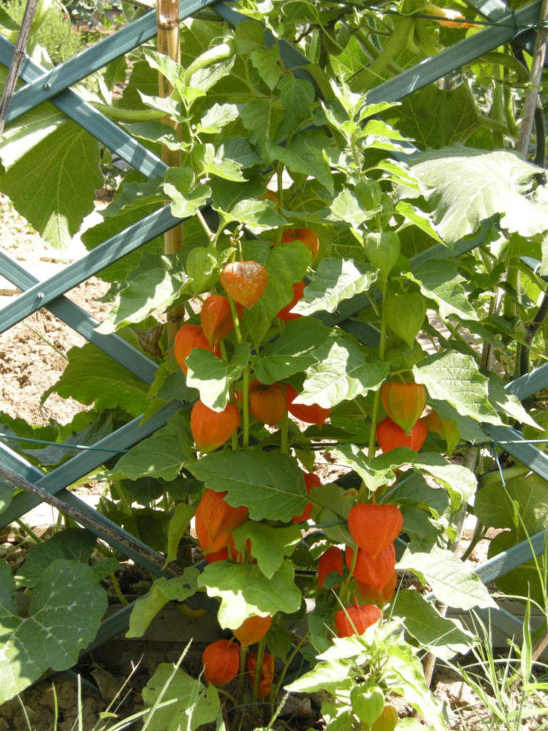 physalis_alkekengi