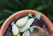Talee di foglie di sedum