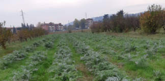 Carciofaia in inverno
