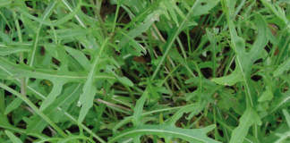 rucola selvatica