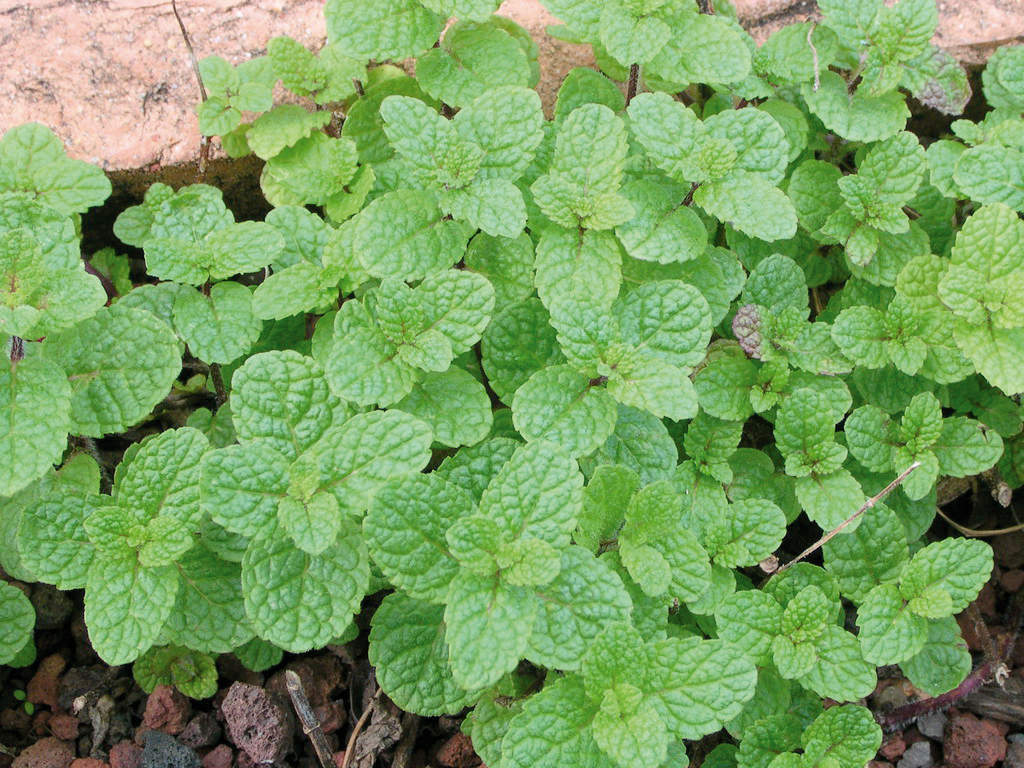 menta