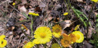 Tussilago_farfara