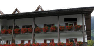 gerani
