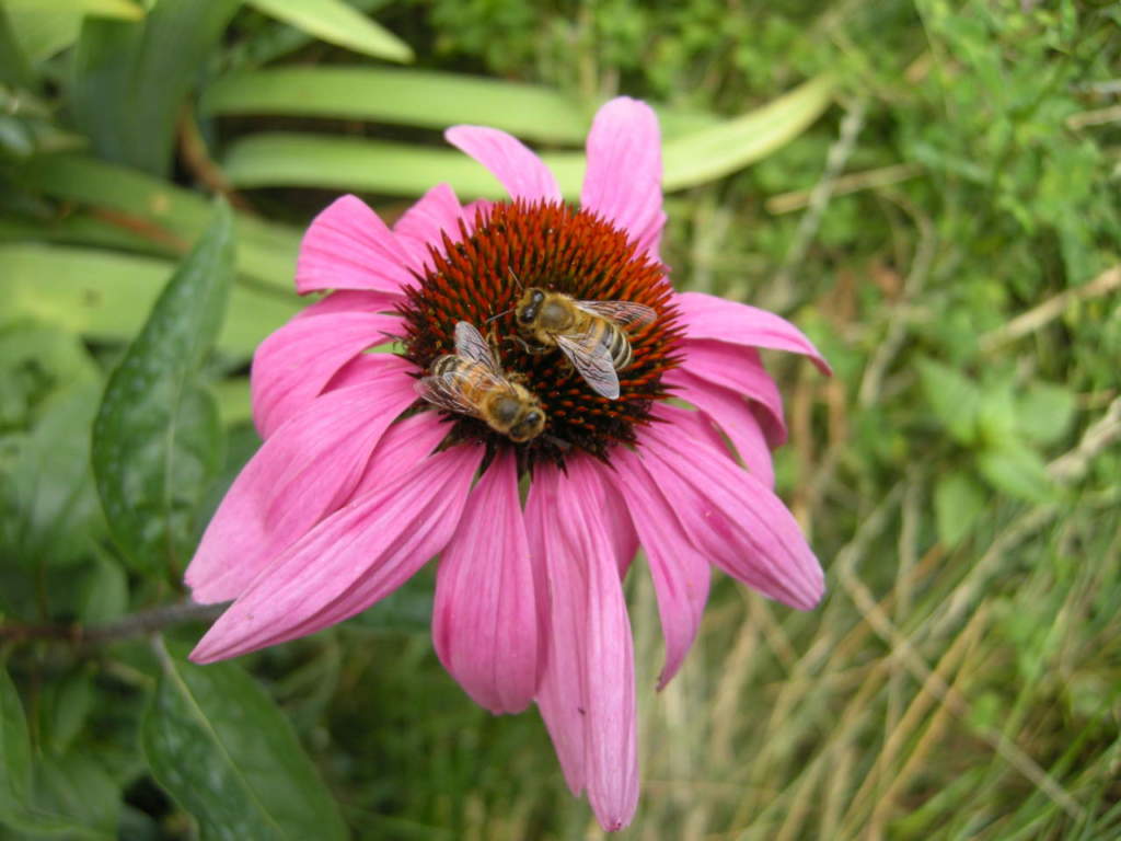 echinacea_api