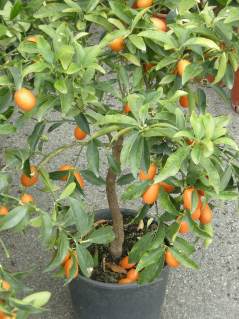 kumquat