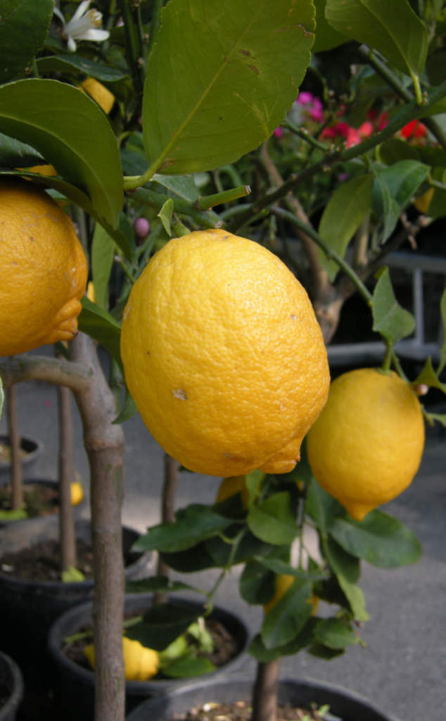 limone