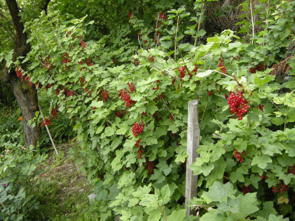 ribes rosso frutti di bosco