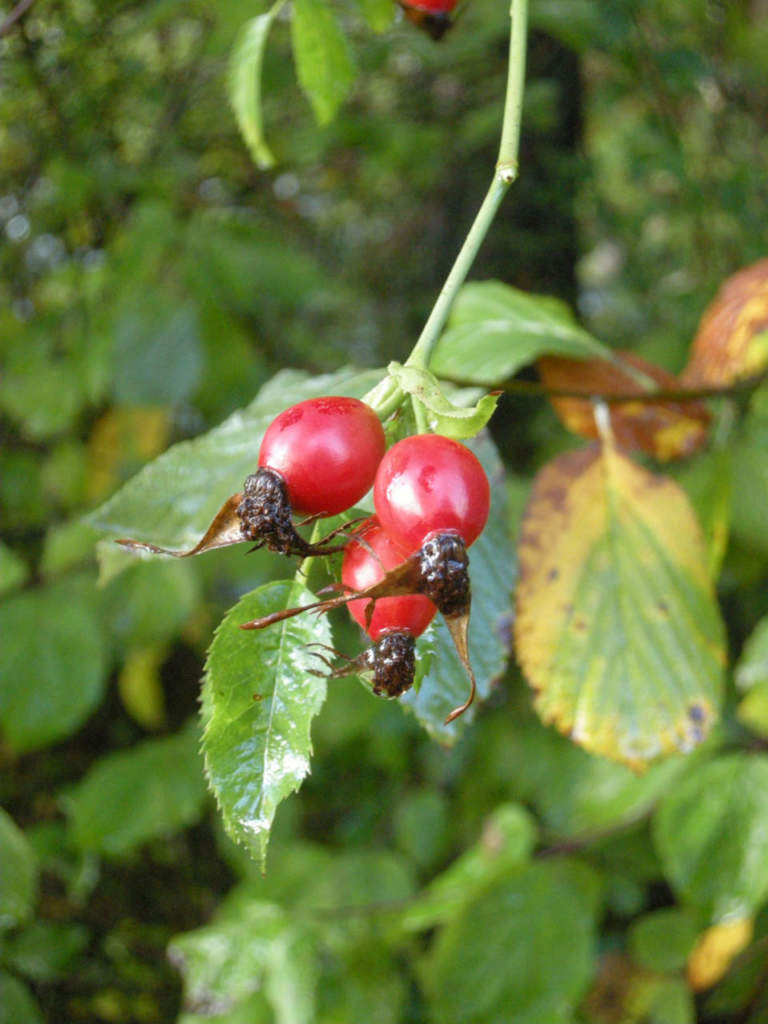 rosa canina