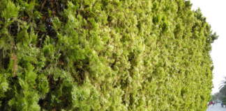 thuja
