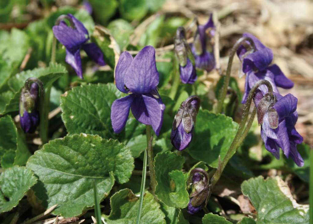 viola mammola