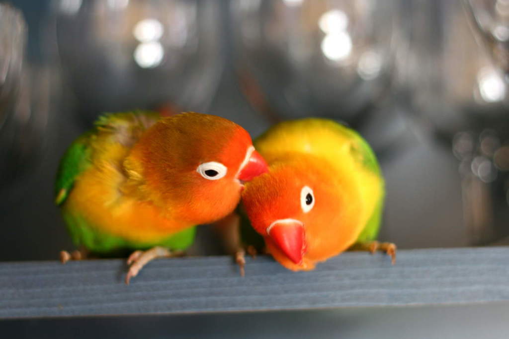 inseparabili